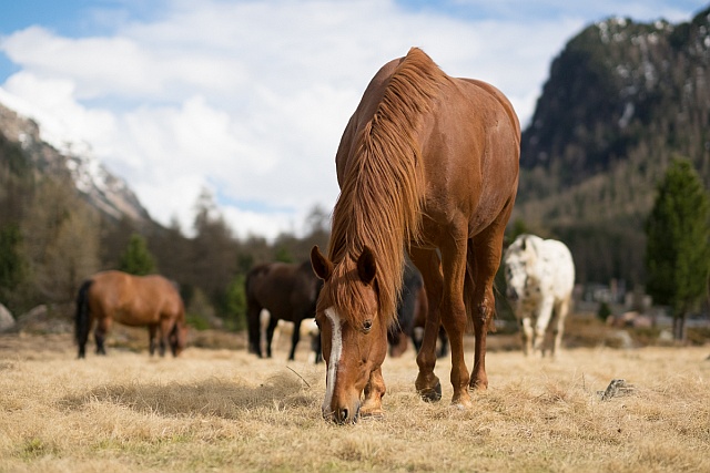 Pferde der Familie Wohlwend auf der Weide